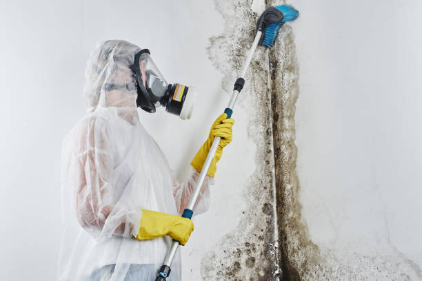 Best Black Mold Removal  in Berea, KY