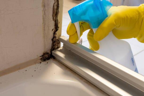 Best Crawl Space Mold Removal  in Berea, KY