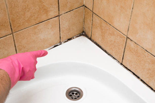 Best Mold Remediation  in Berea, KY